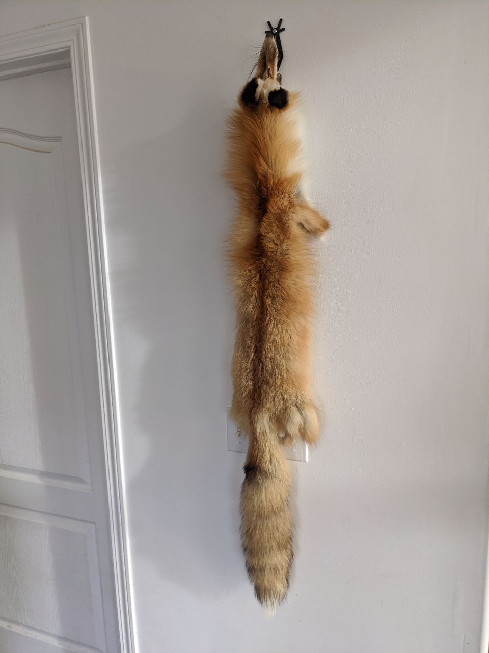 Fox Pelt