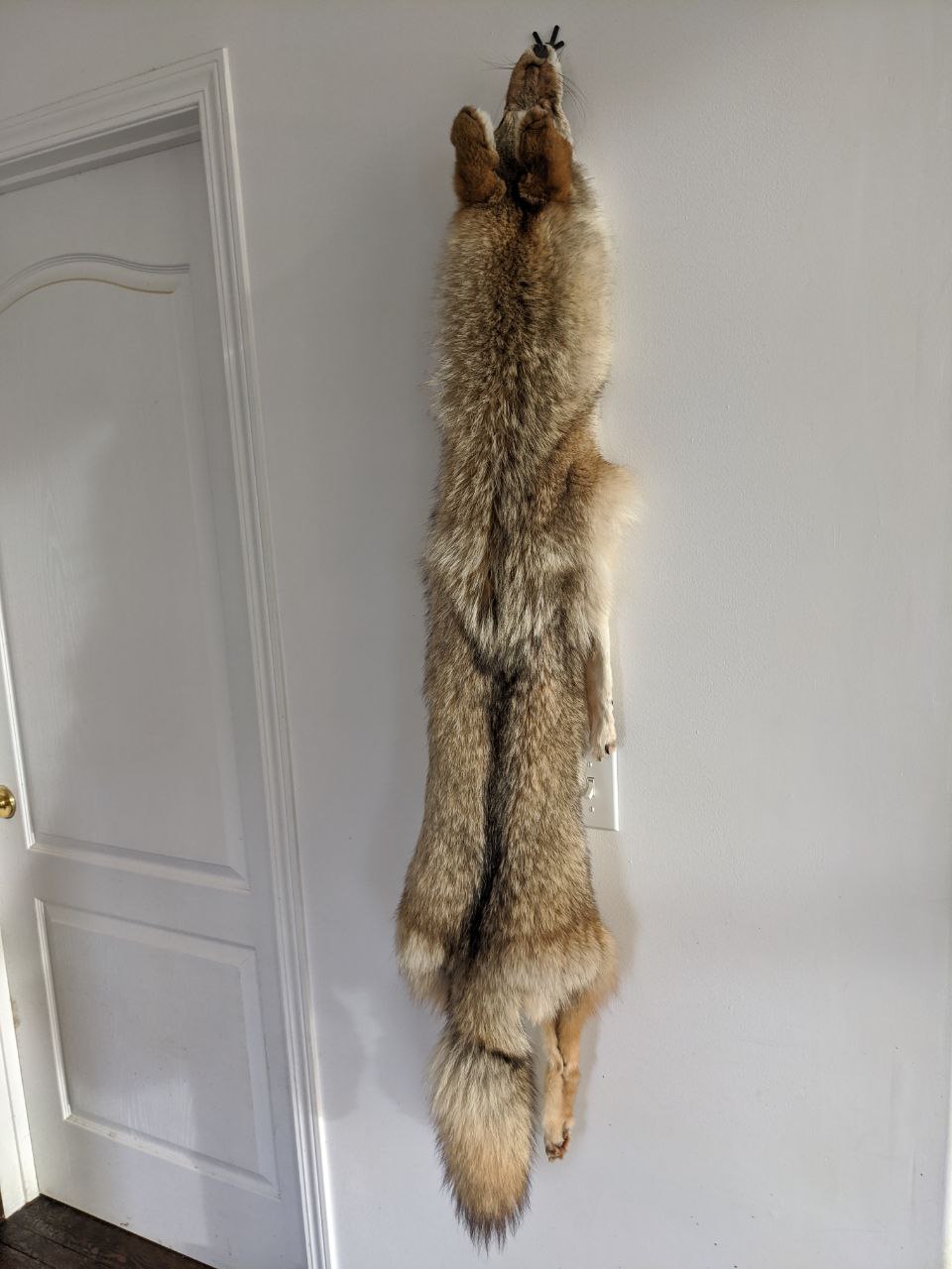 Coyote Pelt 1