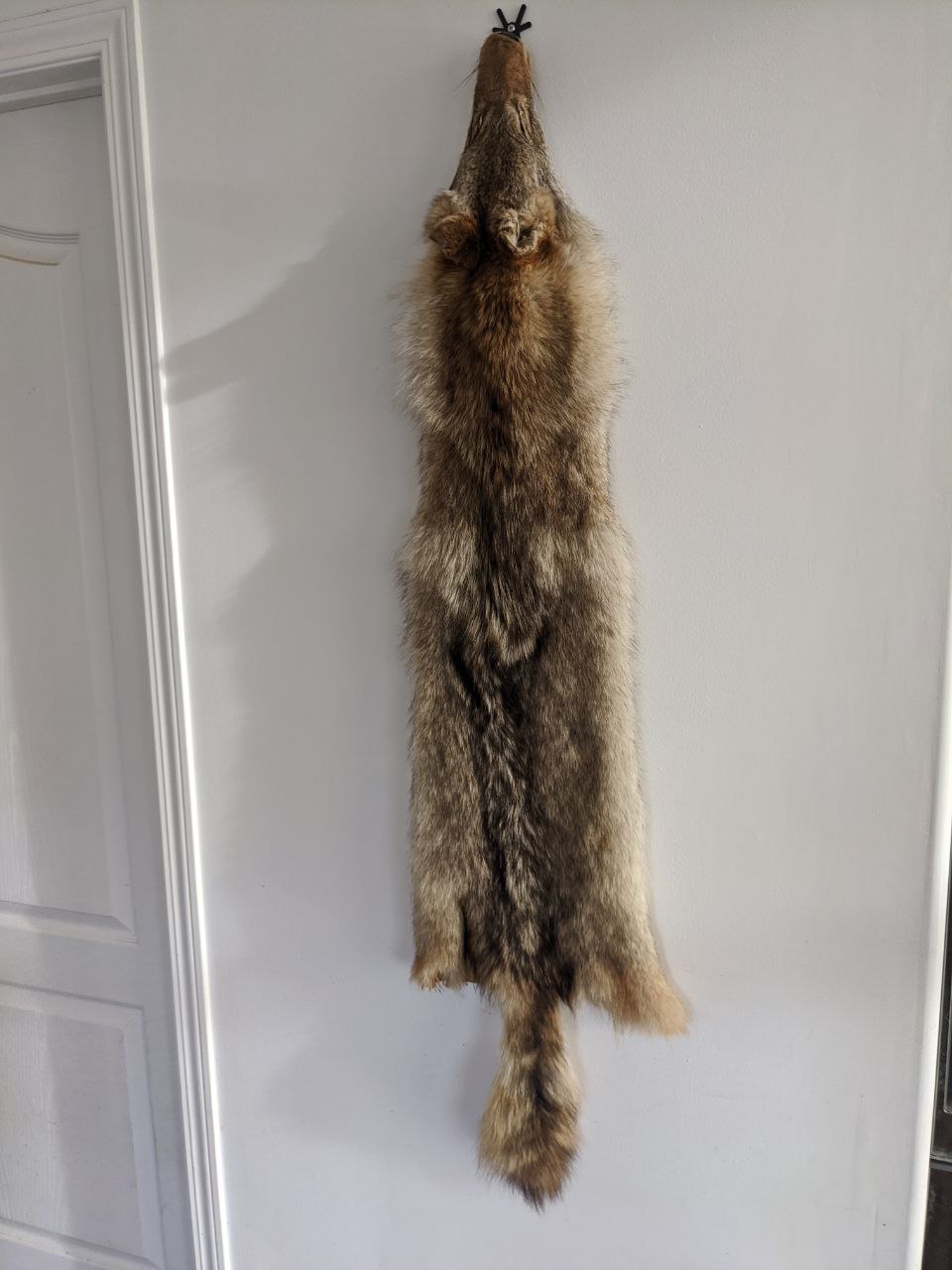 Coyote Pelt 2