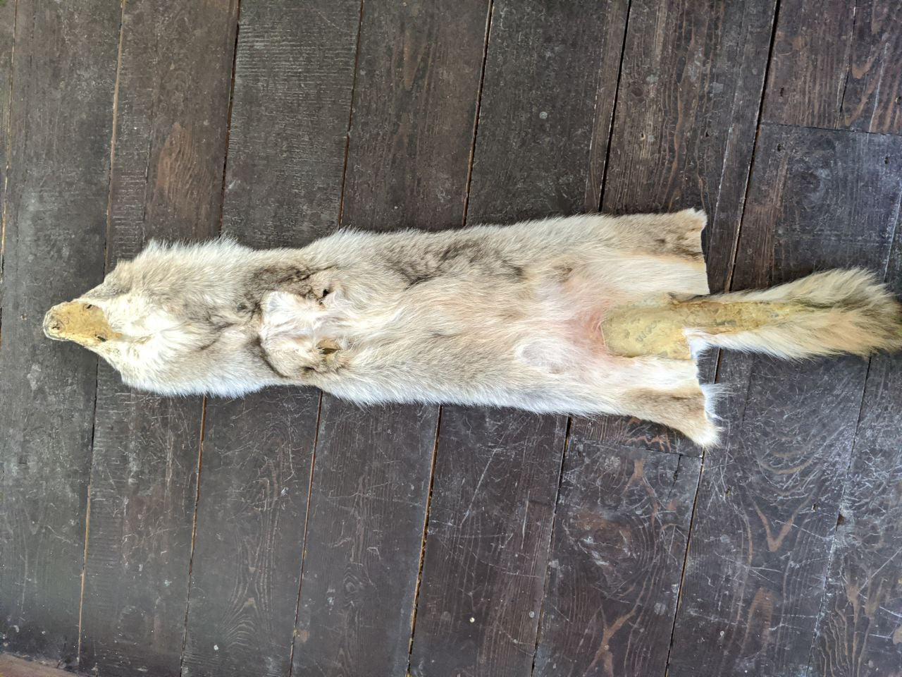 Coyote Pelt 2