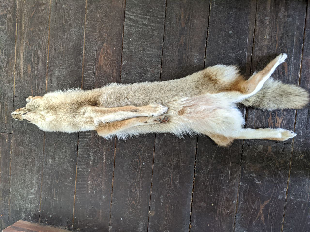 Coyote Pelt 1
