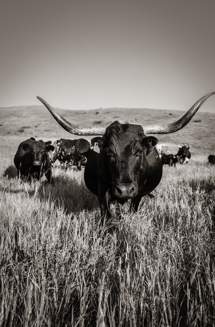 Longhorn 1 Black & White Print