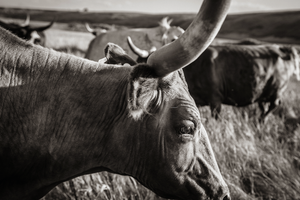 Longhorn 3 Black & White Print