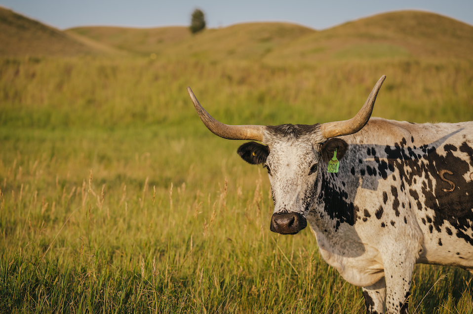 Longhorn 5 Print