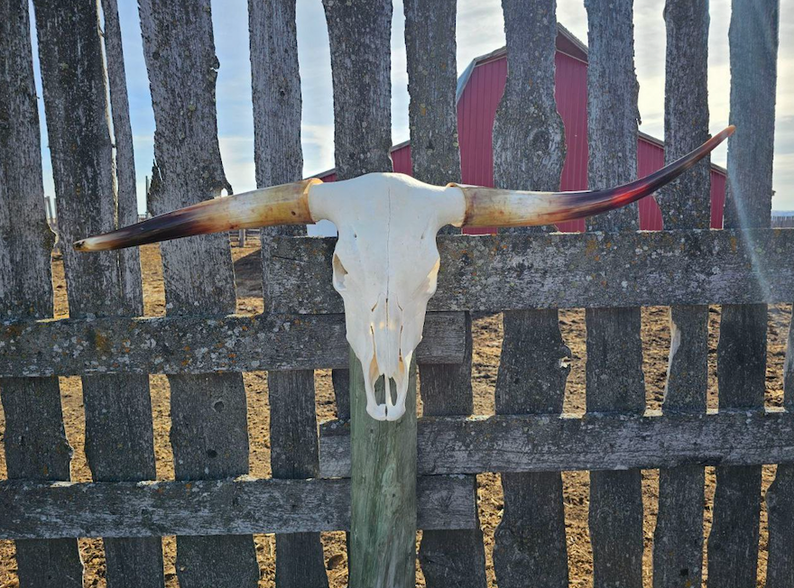 Longhorn Skulls: Cleaned + Polished