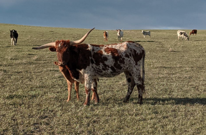 Feed a Sheep/Cow