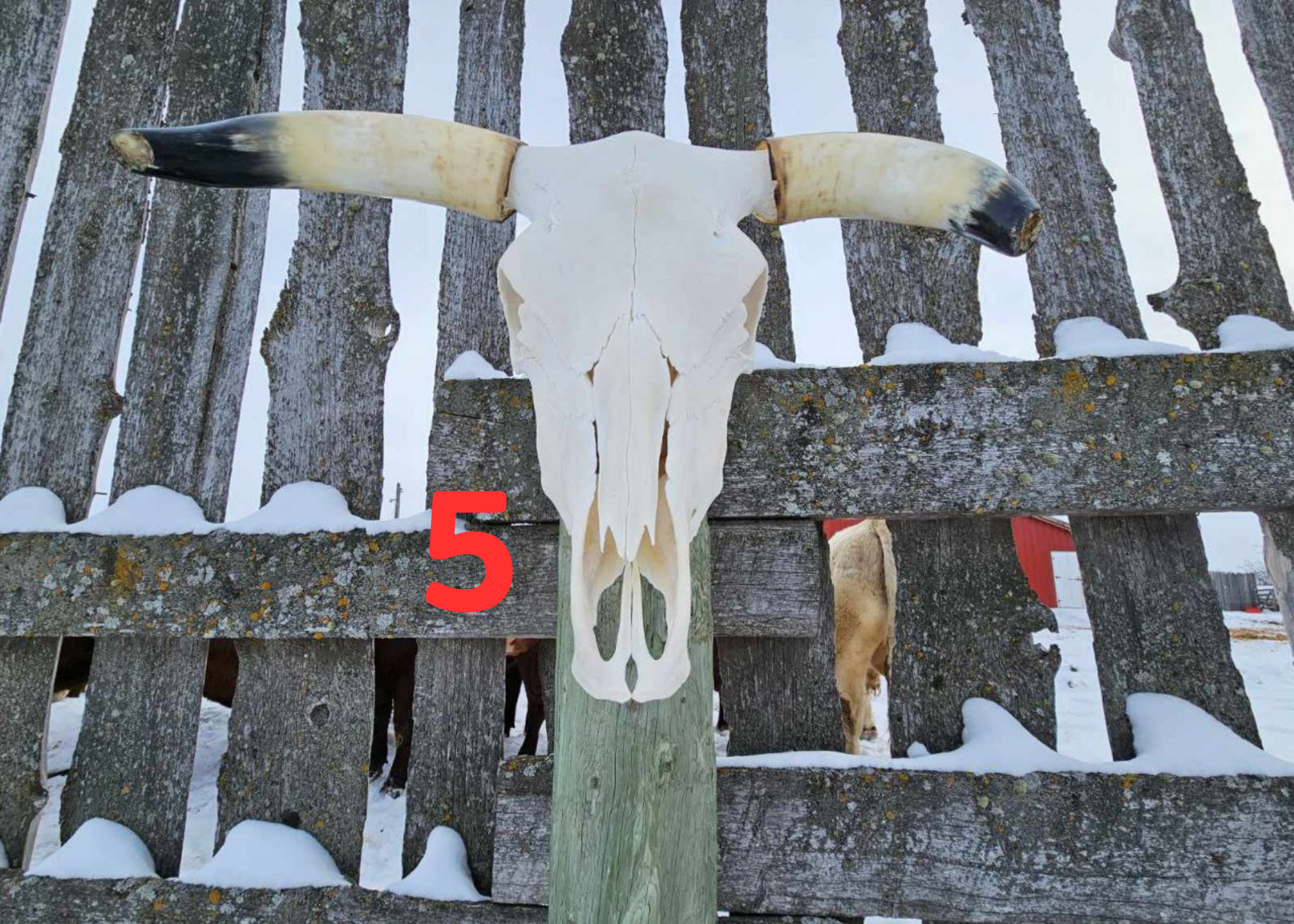 Longhorn Skulls: Cleaned + Polished