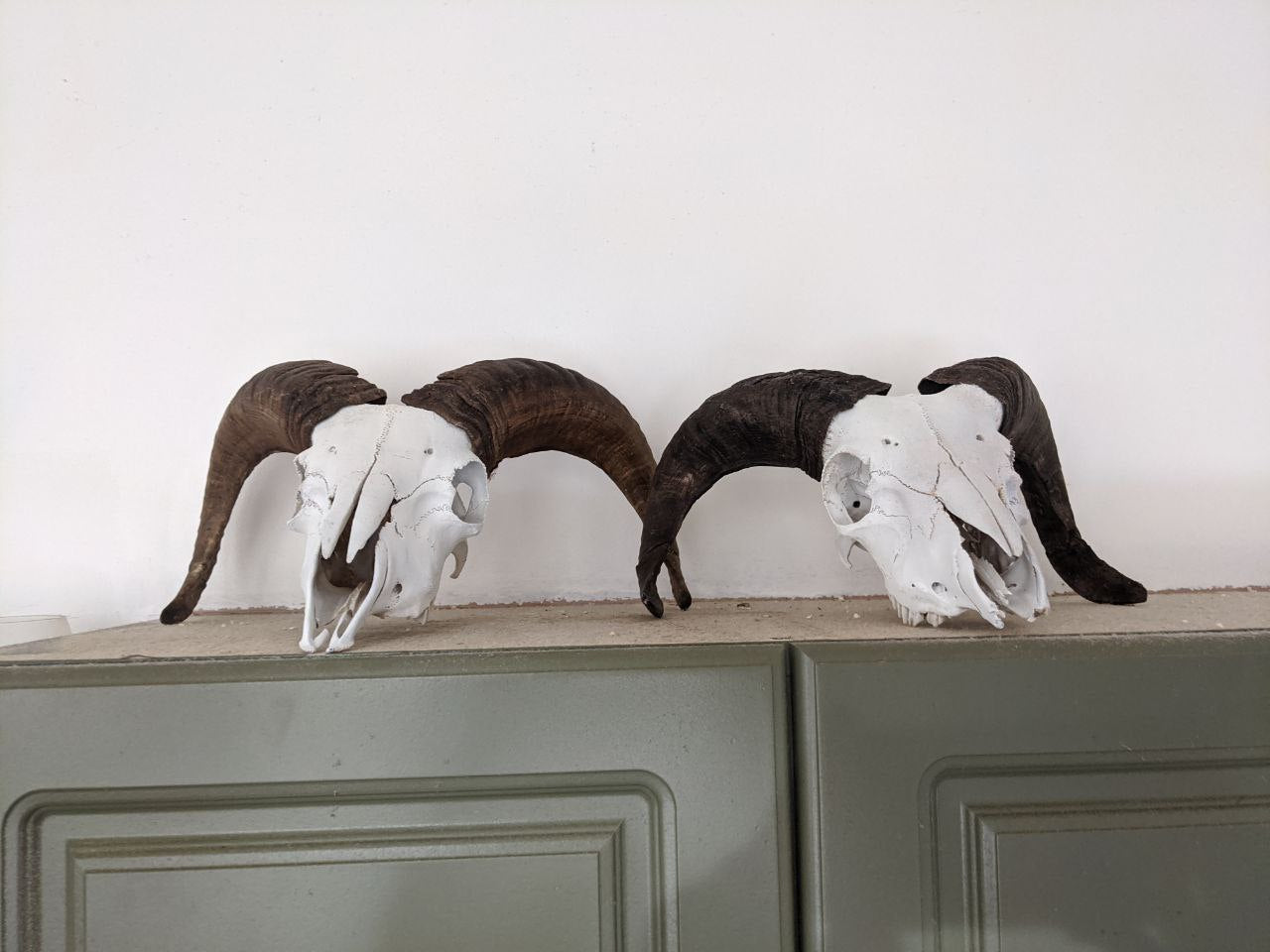 Blackbelly Ram Skulls: Cleaned + Polished