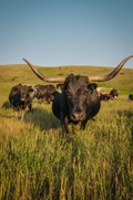 Longhorn 1 Print