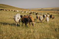 Sheep 1 Print