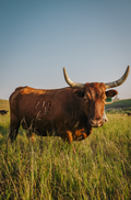 Longhorn 2 Print