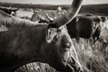 Longhorn 3 Black & White Print