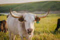 Longhorn 4 Print