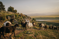 Sheep 2 Print