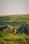 Longhorn 6 Print