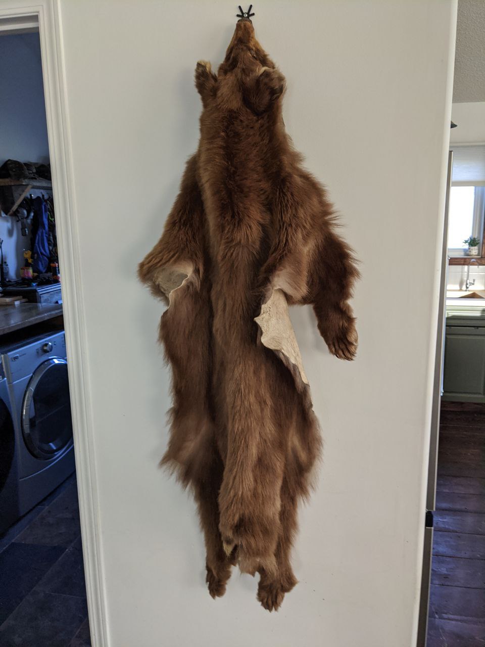 Black Bear Pelt
