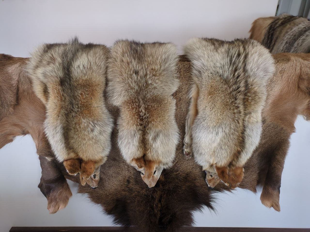 Coyote Pelt