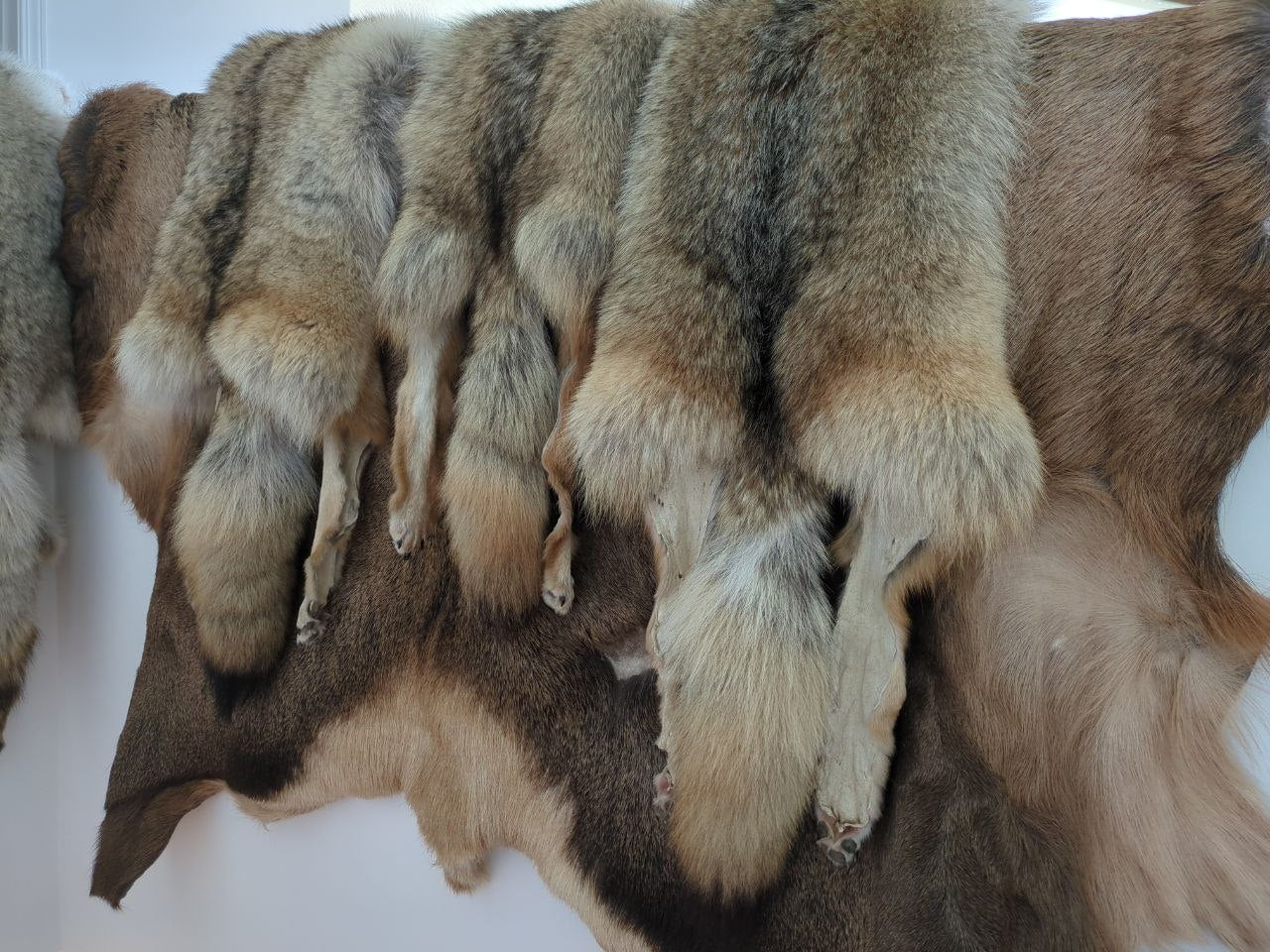 Coyote Pelt